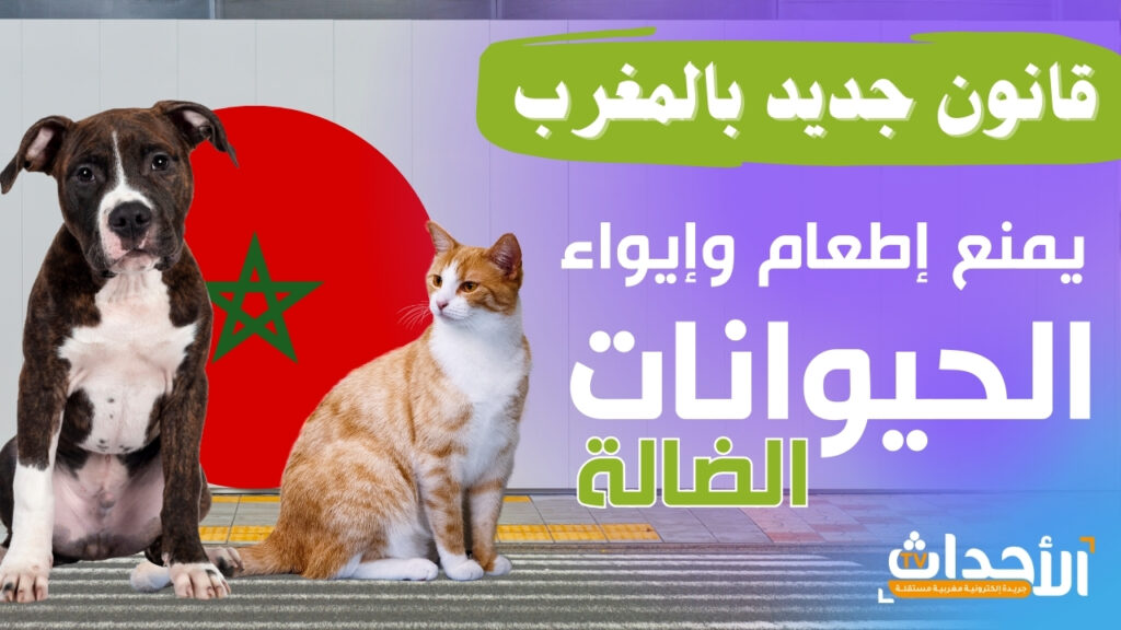 مشروع قانون  منع إطعام الحيوانات الضالة بالمغرب: الحظر والغرامات وتفاصيل مهمة