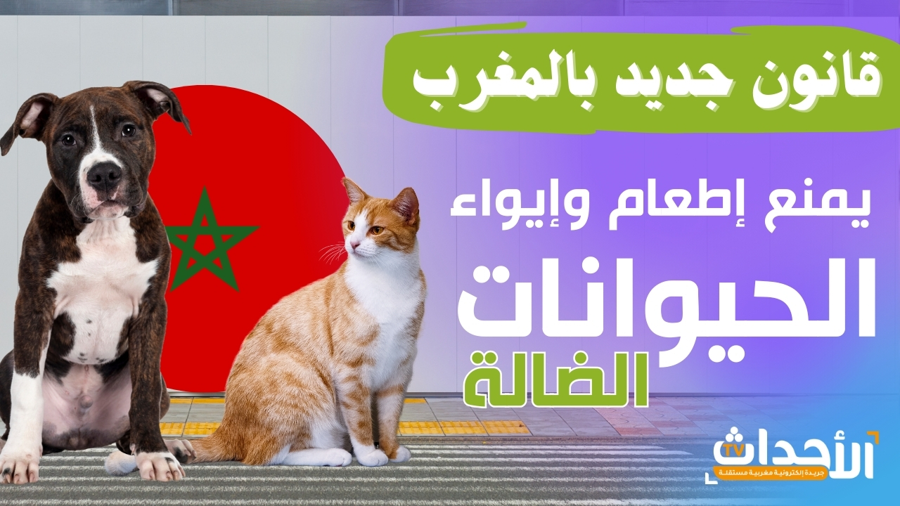 مشروع قانون  منع إطعام الحيوانات الضالة بالمغرب: الحظر والغرامات وتفاصيل مهمة