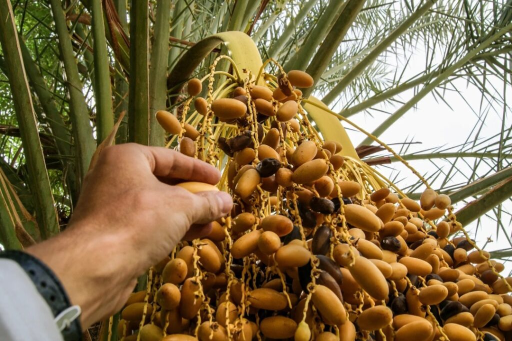 من الواحات إلى السوق… تعاونيات طاطا تنتعش بإنتاج التمور