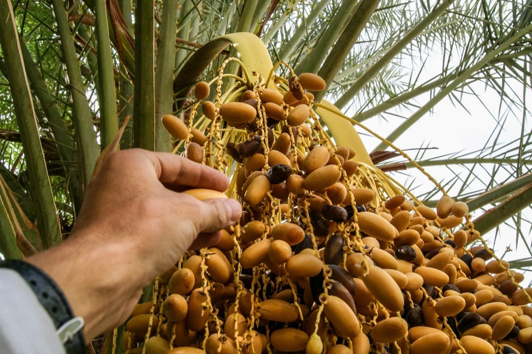 من الواحات إلى السوق… تعاونيات طاطا تنتعش بإنتاج التمور