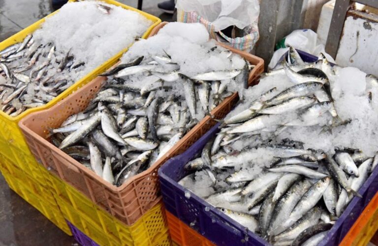 الأسماك المجمدة